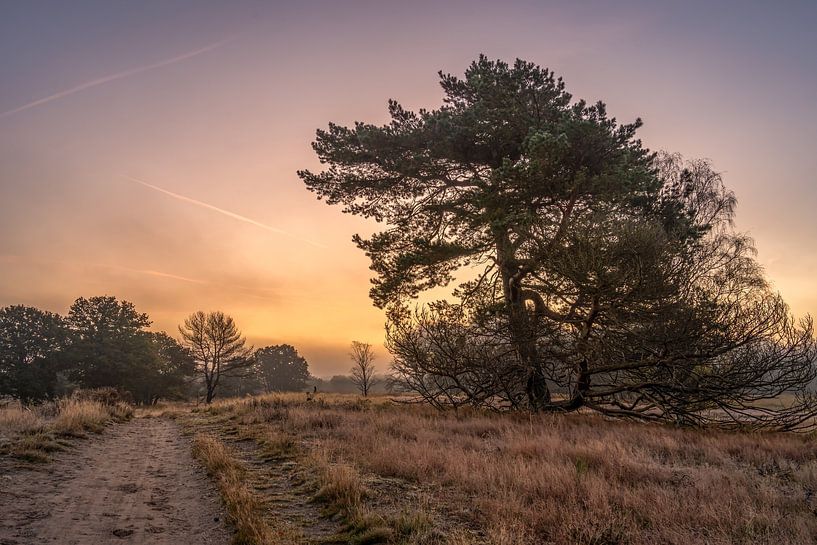 Nationalpark De Meinweg in Limburg - Niederlande von Maurice Meerten