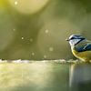 Blaumeise von Rando Kromkamp Natuurfotograaf
