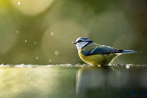 Blaumeise
