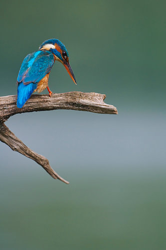 IJsvogel - IJsvogel in opperste concentratie