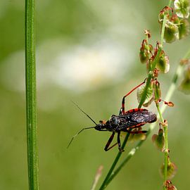 Geringde roofwants by Marcel Tiemens