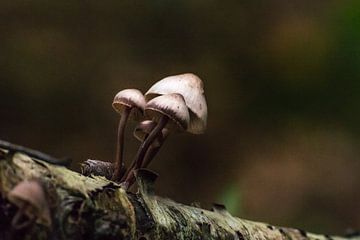 Paddenstoelen van Cor Pot