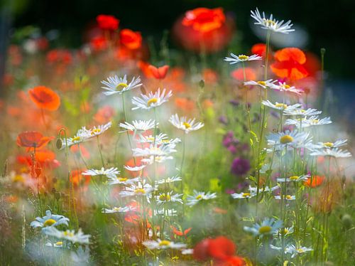 Flower Field by Hetty Mellink