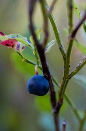 blueberry on branch by Daphne Plaizier