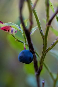 Heidelbeere am Zweig