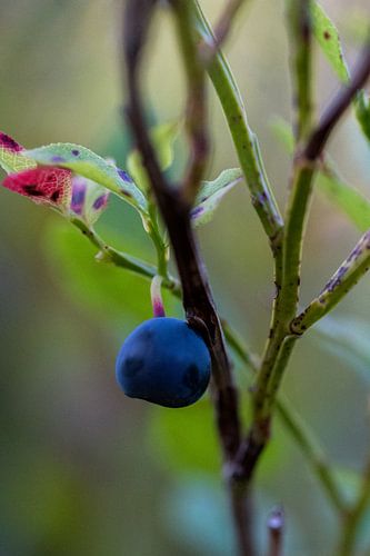 blueberry on branch