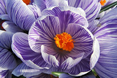 Paars en wit gestreepte krokus van dichtbij
