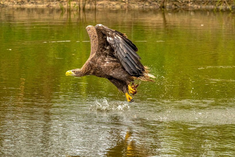 Wasserspritzer fliegen auf, wenn der Seeadler seine Beute aus dem Wasser fischt. von Gea Veenstra