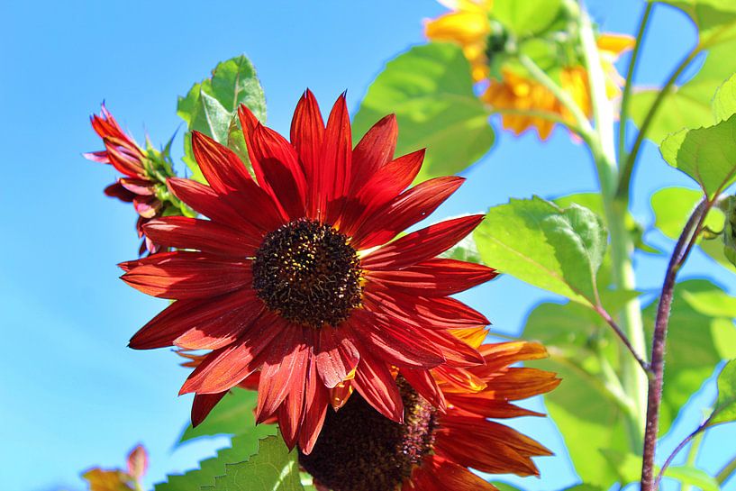 Tournesol par Debby Frijn