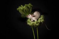 Mouse in wild carrot by Elles Rijsdijk thumbnail