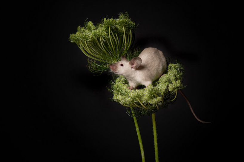 Mouse in wild carrot by Elles Rijsdijk