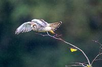 Kestrel