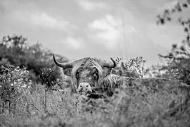schotse hooglander liggend zwart wit van SjennaFotografie