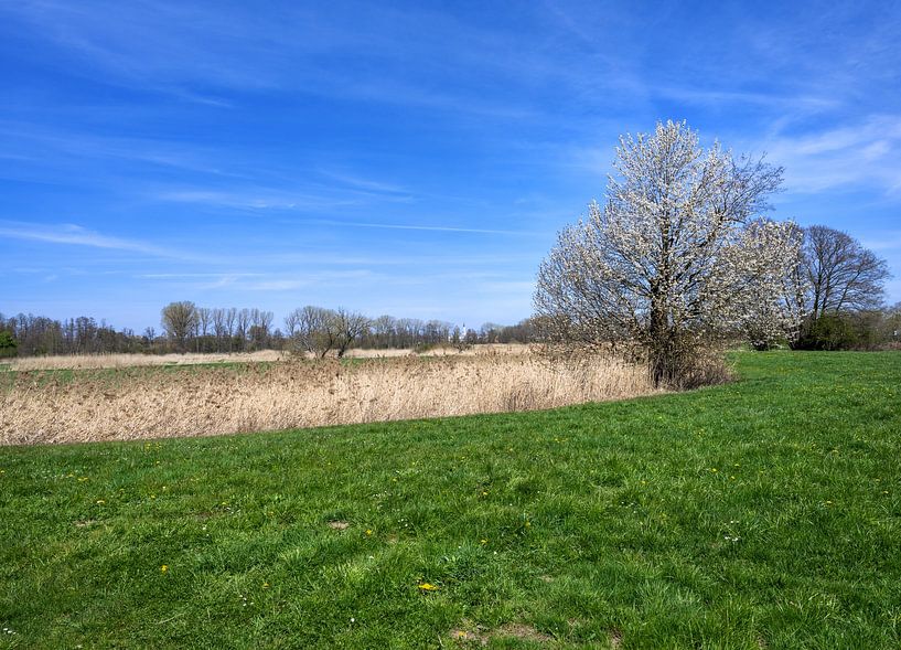 Frühlingslandschaft mit einem blühenden Baum von ManfredFotos