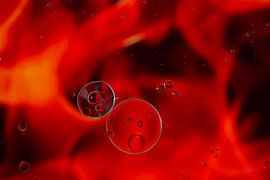 Red by Roelie Schipperus