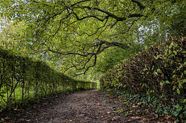 Grüner Wanderweg unter einem natürlichen Blätterdach in Bronkhorst von Stadtlandschaften – Rick Van der Poorten Fotografie