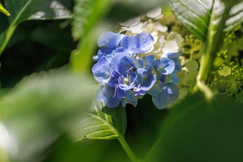 Close-up of blue hydrangea flower by Christoph Hermann