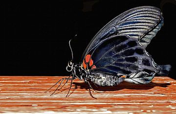 Posing Schmetterling low key portrait von Maud De Vries