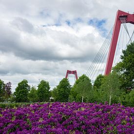 Willemsbrug Rotterdam van Rdam Foto Rotterdam