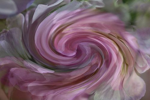 Abstracte fotografie | Graphics | Kleurrijk spiraal Roze