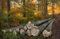 Holz im Wald