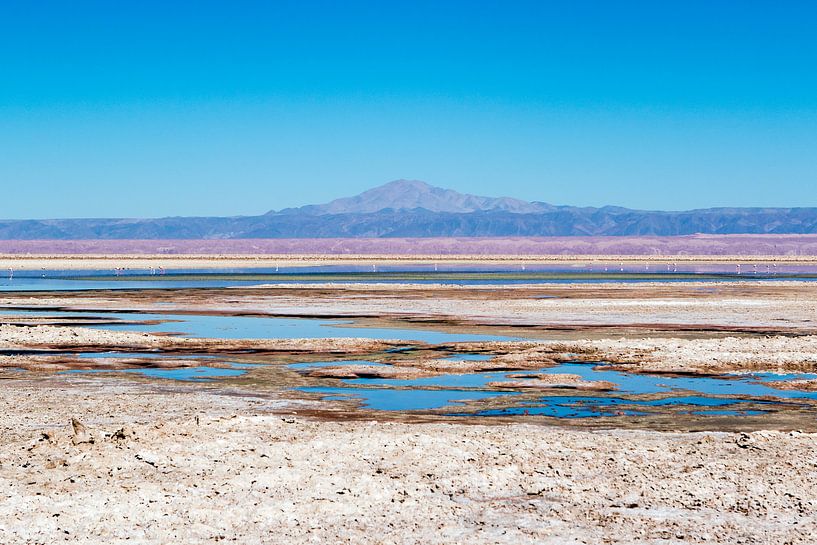 Colourful chaxa lagoon in the Atacama desert in Chile, South America by WorldWidePhotoWeb