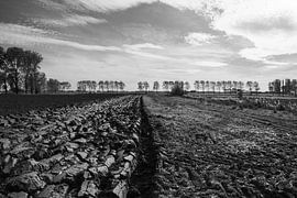 The Flemish Polders by Trees Rommelaere