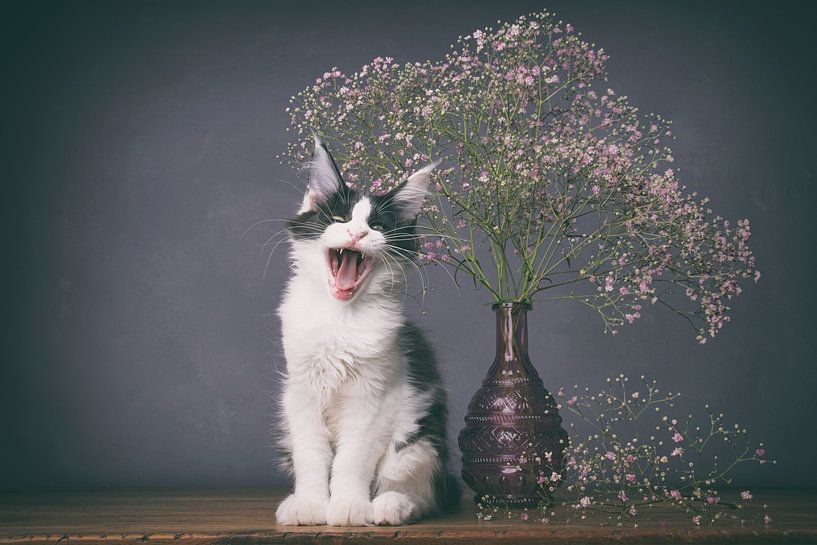 picturesque atmospheric photo of Kári, posing is exhausting. by mirka koot