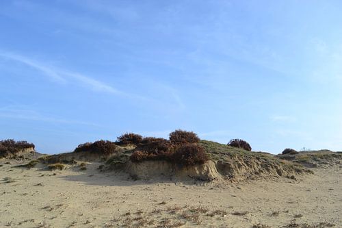 Balloërveld in de vroege ochtend.