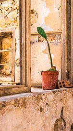 Still alive by Tichelaarfotografie