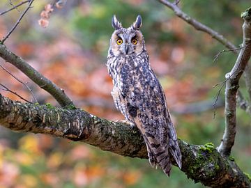 Long-eared owl on a branch by Teresa Bauer