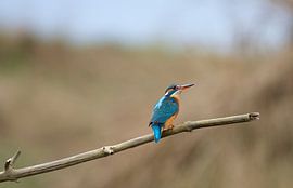 de Ijsvogel von Kees vd Heijden