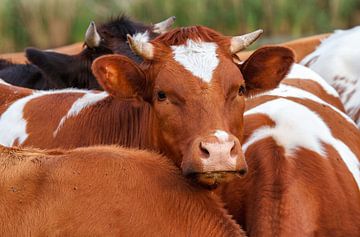 Vache brune blanche sur Dennis Schaefer