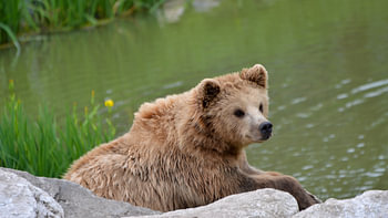 Jeune ours brun hirsute assis sur des rochers au bord de l'eau.
