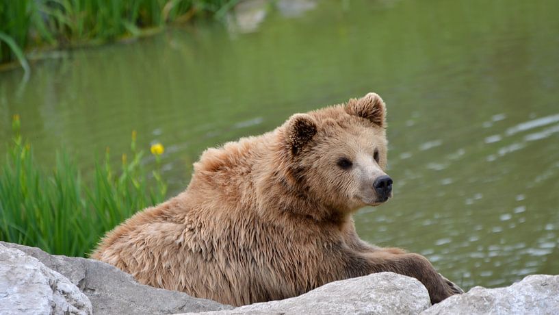 Junger zotteliger Braunbär sitzt auf einigen Felsen am Wasser von LuCreator