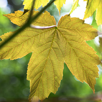 A macro photograph of a golden plant leaf reveals the cell nuclei – the essence of mysterious life