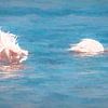 Vissende flamingo's van Loris Photography
