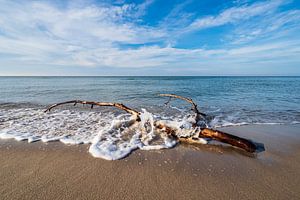 Baumstamm am Weststrand auf dem Fischland-Darß