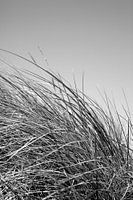 Dune grass