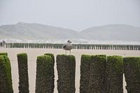 meeuw op strandpaal