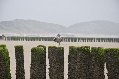 Möwe auf Strandpfosten