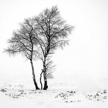 minimal trees van Guy Lambrechts