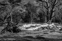 Fallen tree