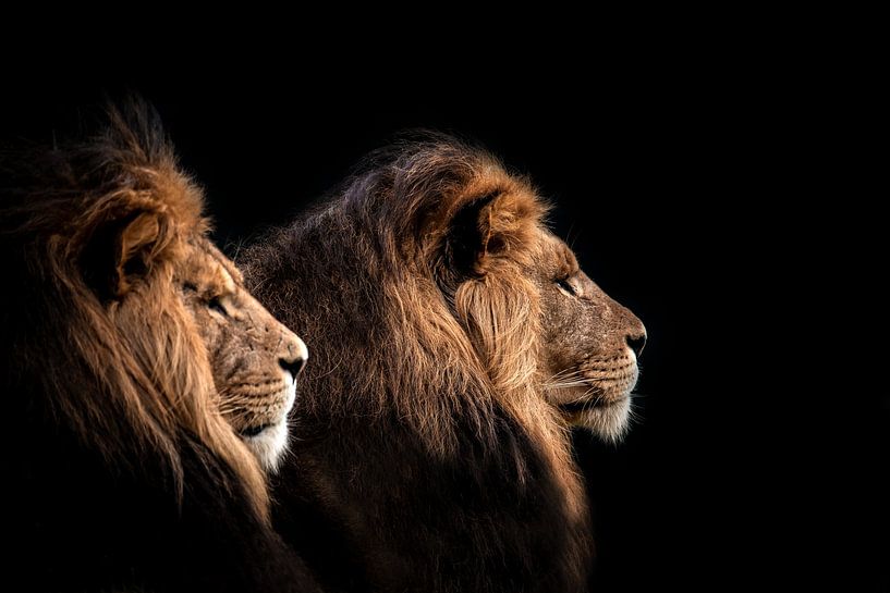 Lions brothers by Design Wall Arts