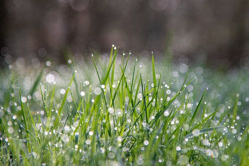 Dew in the grass