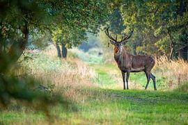 Edelhert in het Weerterbos van Ton Beerens