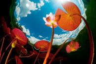 De wereld van de Waterlelies van Filip Staes thumbnail