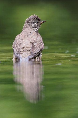 Lijster in een bosvijver.