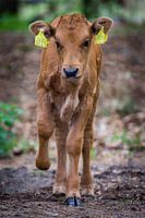 Tauros kalfje