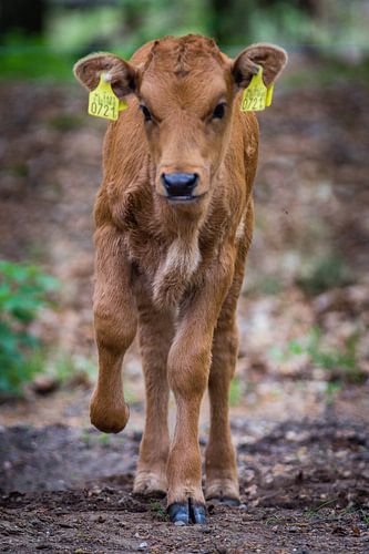 Tauros veau